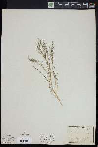 Eragrostis frankii image