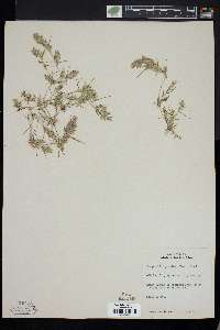 Eragrostis hypnoides image