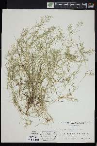 Eragrostis hypnoides image