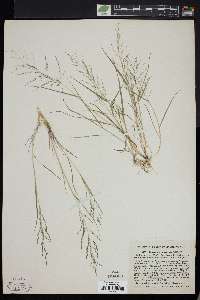 Eragrostis pilosa image