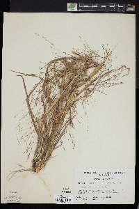 Eragrostis refracta image