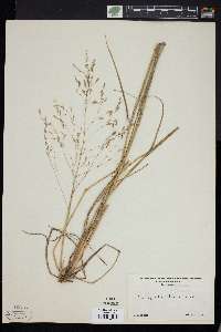 Eragrostis trichodes image