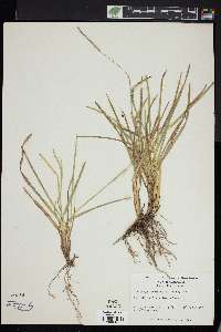 Eremochloa ophiuroides image