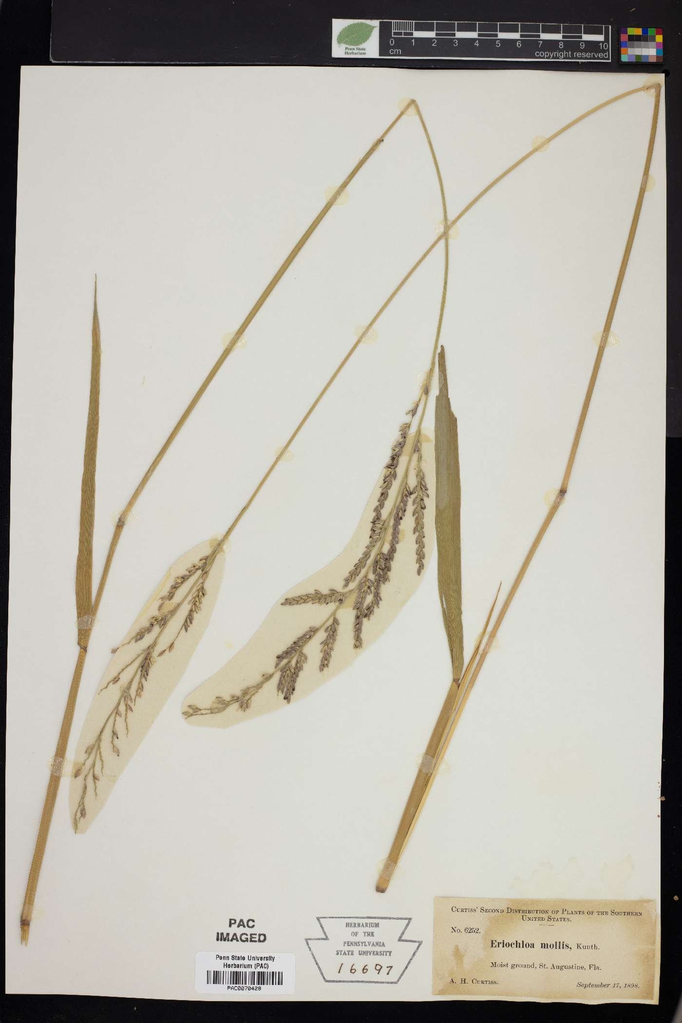 Eriochloa michauxii var. michauxii image