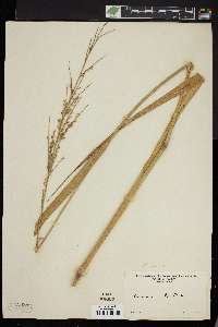 Panicum molle image