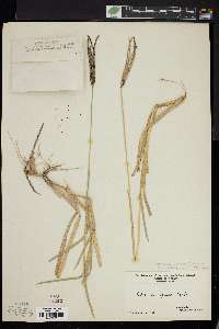 Eustachys petraea image