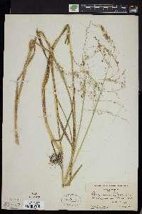 Glyceria canadensis image