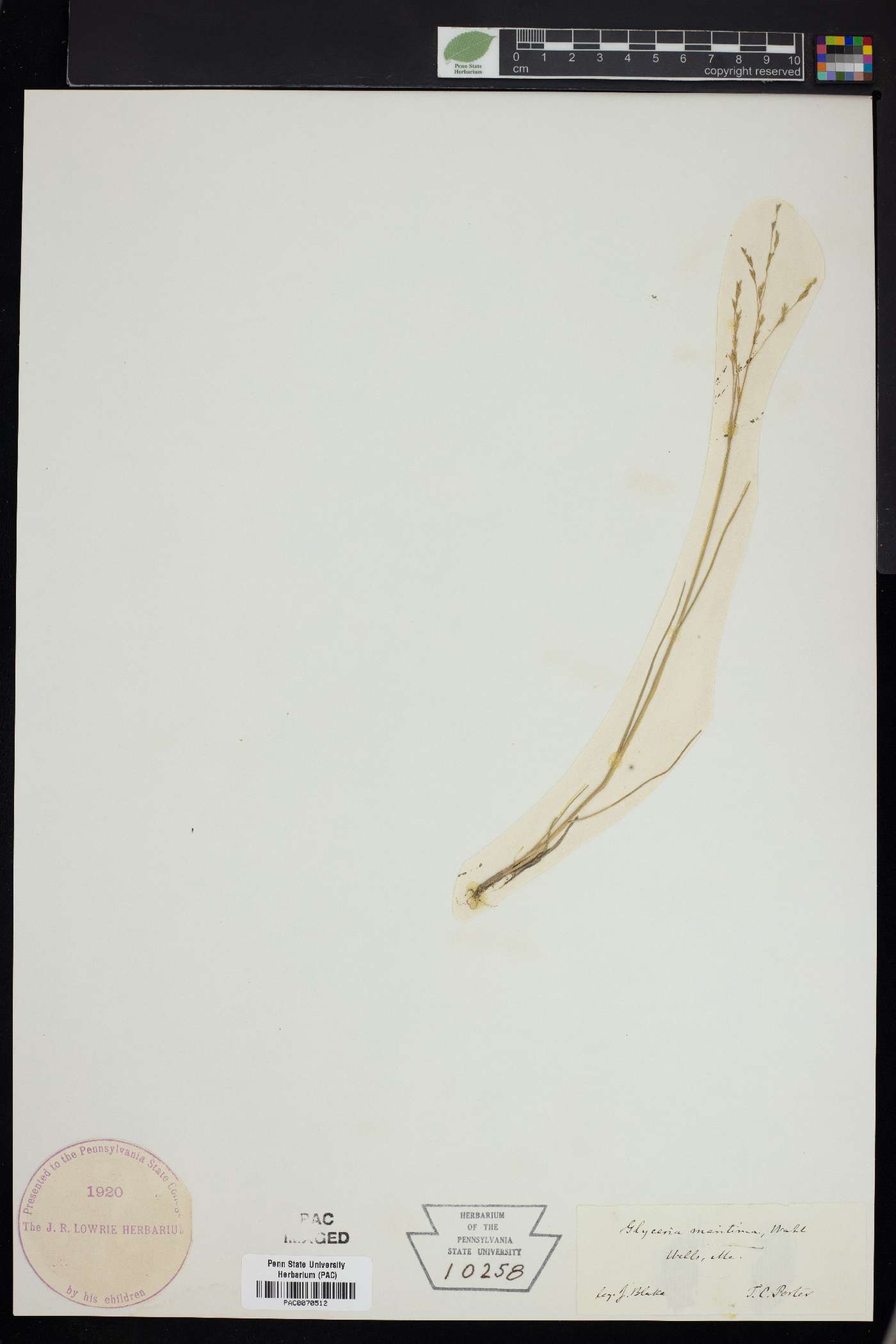 Glyceria maritima image