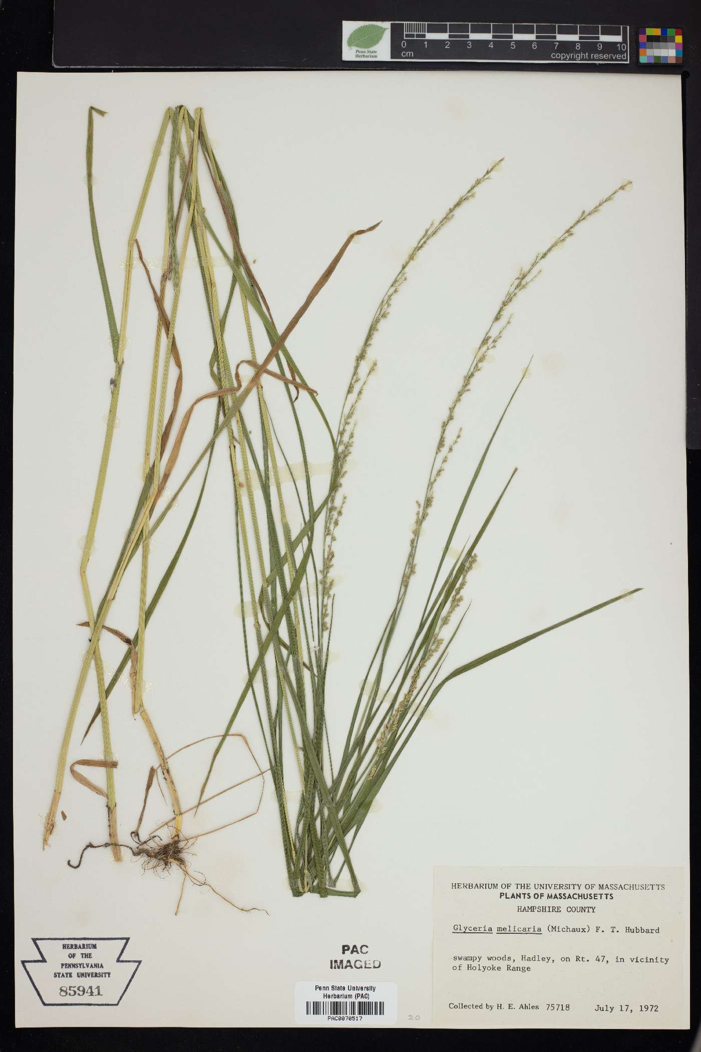 Glyceria melicaria image