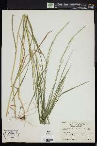 Glyceria melicaria image