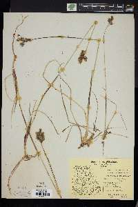 Anthoxanthum monticola subsp. alpinum image