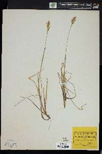 Anthoxanthum monticola subsp. alpinum image