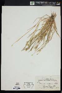 Hordeum brachyantherum image