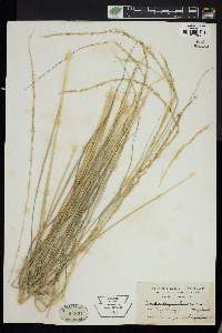 Muhlenbergia rigida image