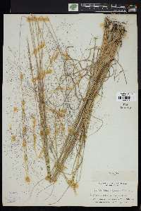 Muhlenbergia expansa image