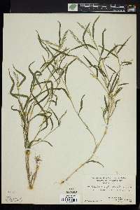 Muhlenbergia frondosa image