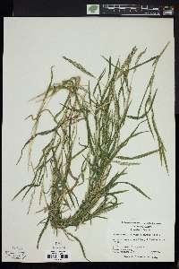 Muhlenbergia frondosa image