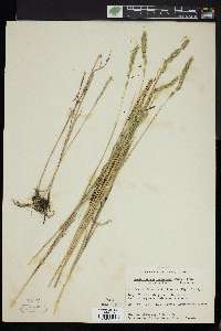 Muhlenbergia glomerata image