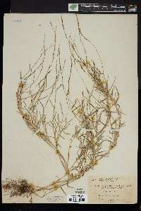 Muhlenbergia schreberi image