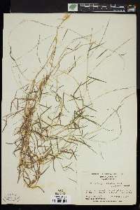 Muhlenbergia schreberi image