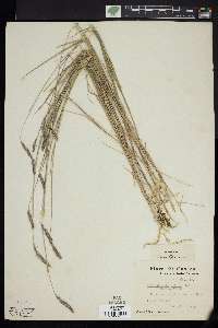 Image of Muhlenbergia setosa