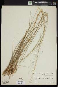 Muhlenbergia expansa image