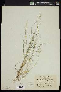 Muhlenbergia uniflora image