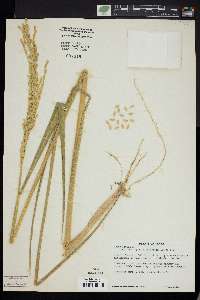 Oryza sativa image