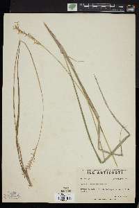 Oryzopsis asperifolia image