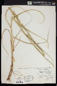 Panicum amarum image