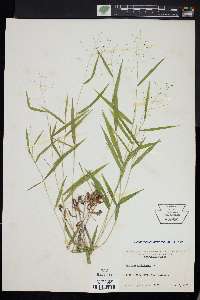 Panicum dichotomum image