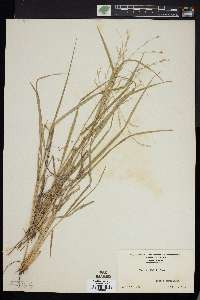 Panicum hallii image