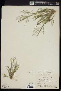 Panicum philadelphicum image