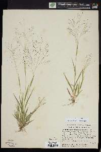 Panicum philadelphicum image