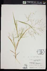 Panicum philadelphicum image