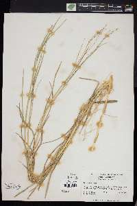 Panicum repens image