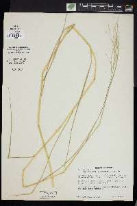 Panicum repens image