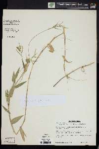 Urochloa reptans image