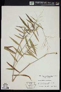 Panicum dichotomum image