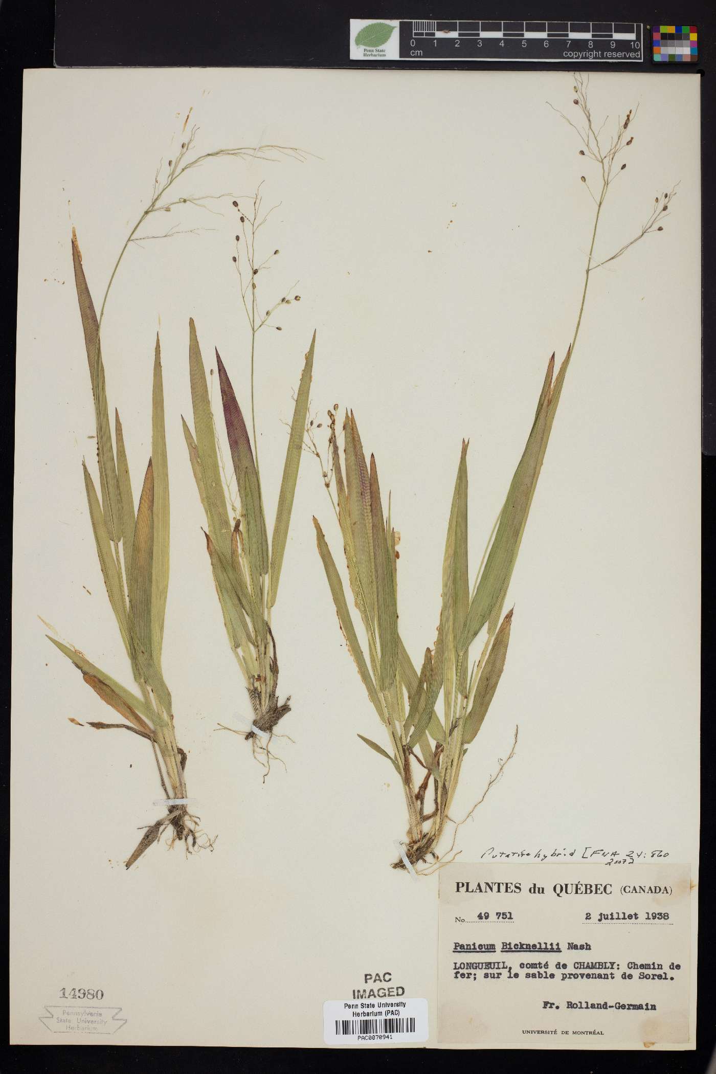 Panicum bicknellii image