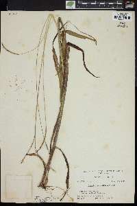 Paspalum setaceum var. ciliatifolium image