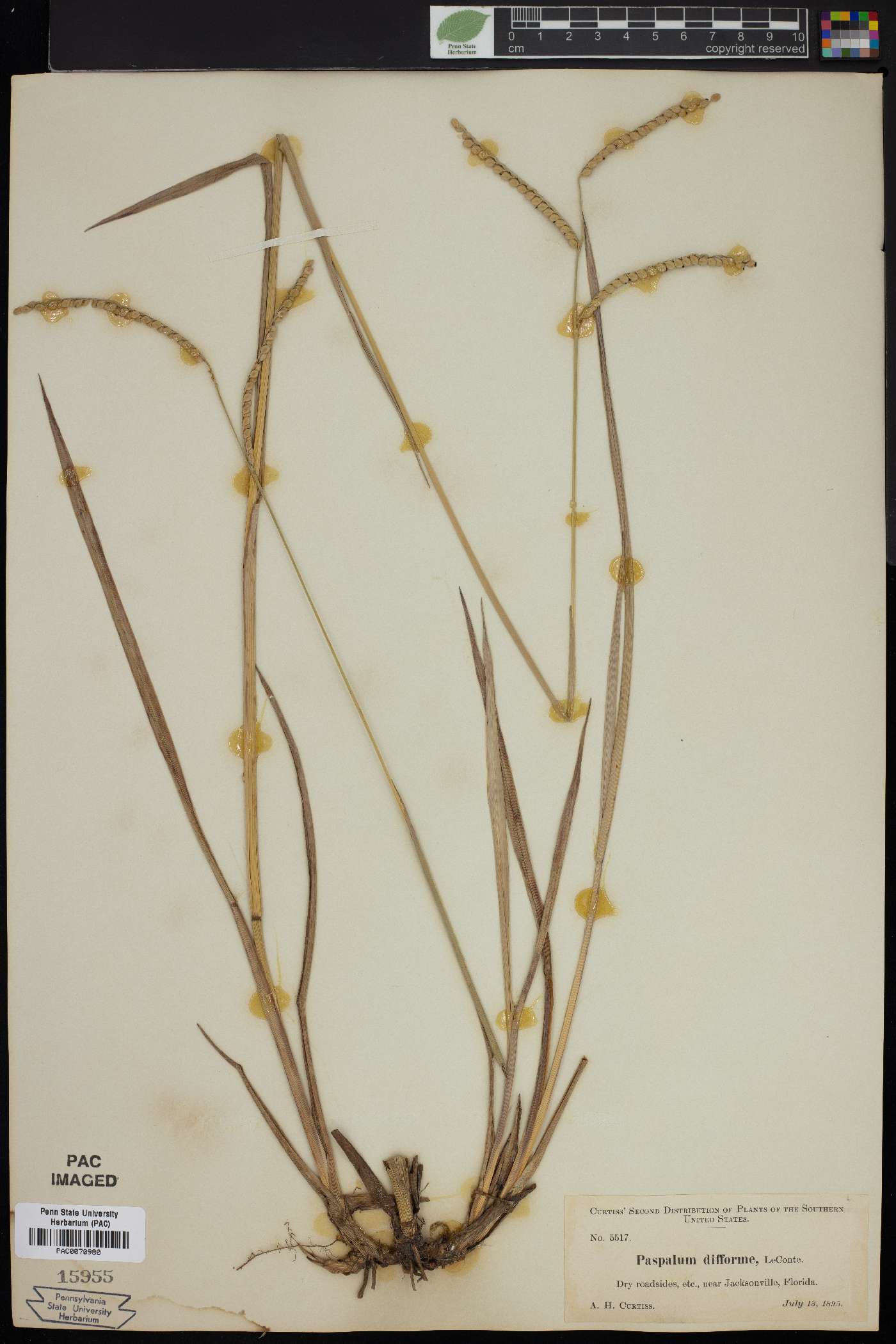 Paspalum difforme image