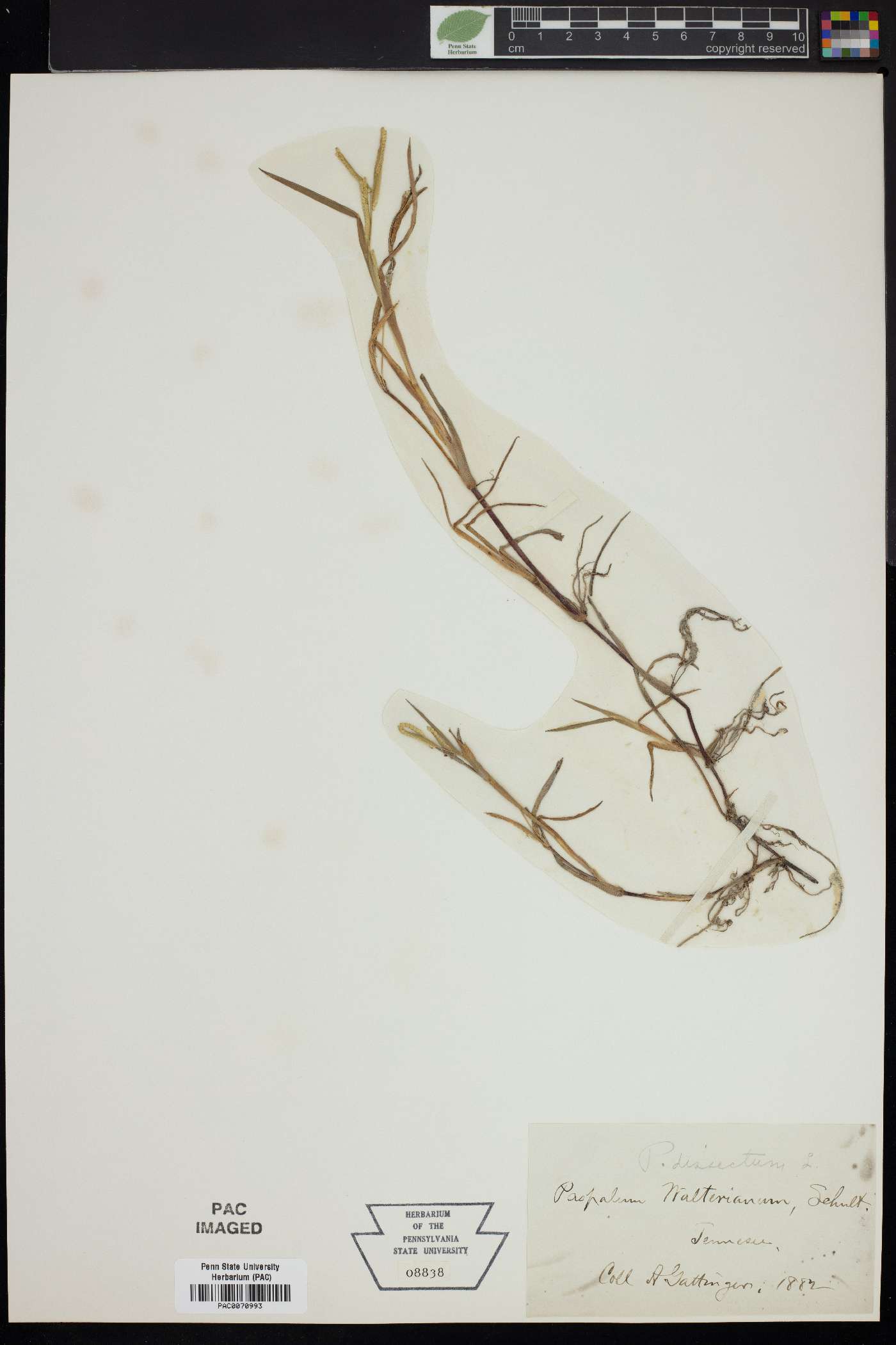 Paspalum dissectum image