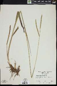 Paspalum floridanum image