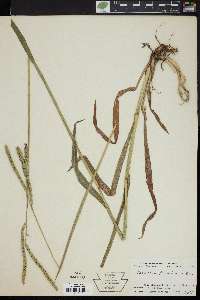 Paspalum floridanum image