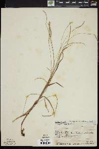 Paspalum longipedunculatum image