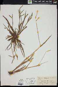 Paspalum paludosum image