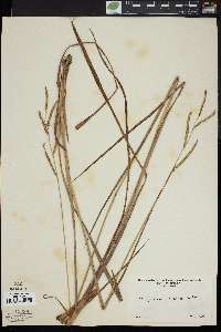 Paspalum praecox image