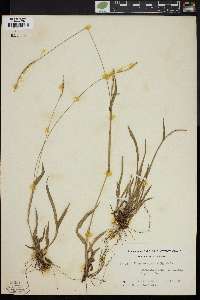 Paspalum setaceum var. muhlenbergii image