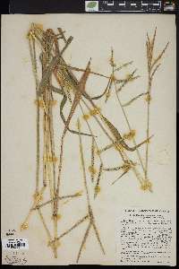 Paspalum pubiflorum image